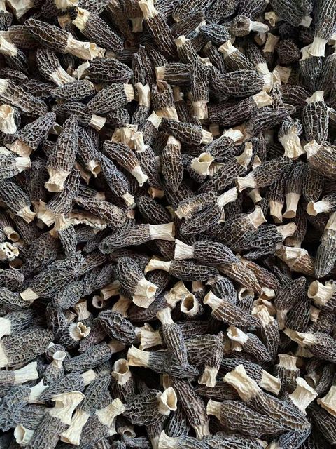 morel - Image 1