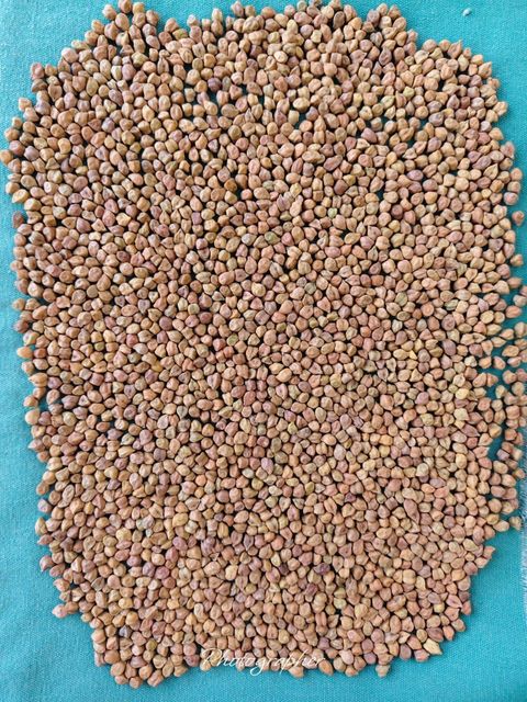 Desi chickpeas Origin Indian Count Per 100 Grams - Image 1