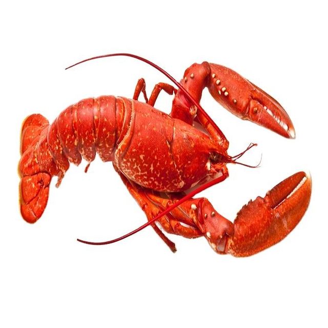Frozen Fresh Jumbo Size Live Rock Lobster Green Lobster with Whole Tail in Box Cooked and Dried Styles for Food - Image 4