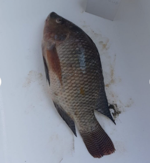 Frozen Tilapia Fish the best selling fish that has a savory taste without scales and guts.Sea Food W/R Tilapia Black Tilapia Fish - Image 4