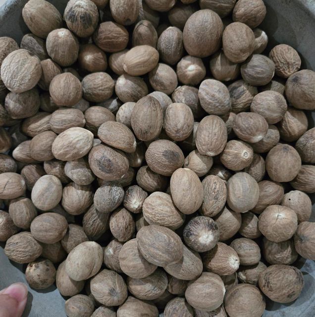 Nutmeg: Moisture: Max. 10% Nut Count: 230 nuts/kg Grade: SS/BWP Mould Tolerance: Max. 5% - Image 1