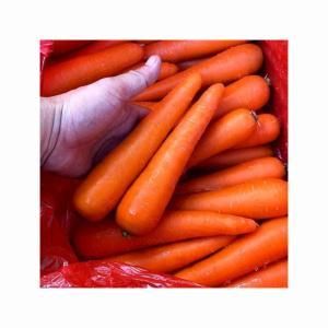 Carrot - Image 1