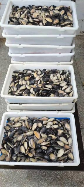 Good Quality Size 8-10CM Frozen Half Shell Mussel Style FROZEN Packaging Box Weight (kg) 1kg Brand Name Healsea Shelf Life 24 - Image 4