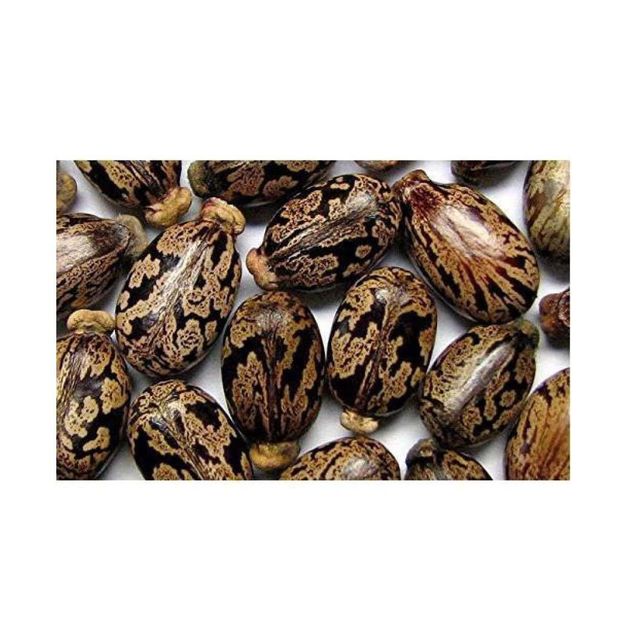 Castor Seeds bulk supply wholesale export-ready high-quality with fast delivery - Image 2