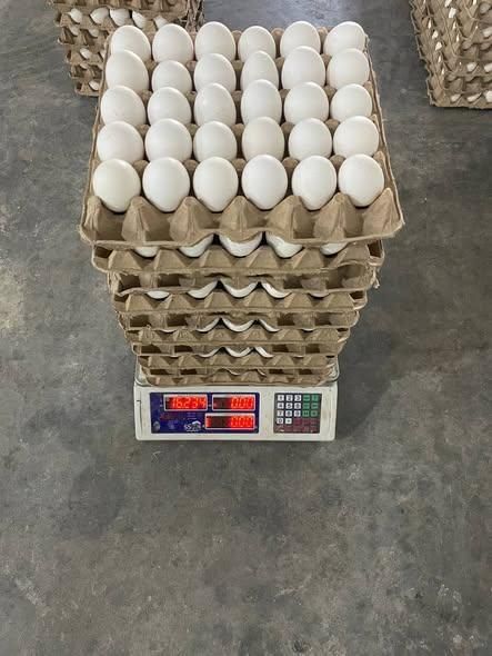 Farm Fresh Chicken Brown Eggs / White Supplier of Fresh Protein Rich Farm Chicken Eggs Fresh Brown Eggs White Farm - Image 1