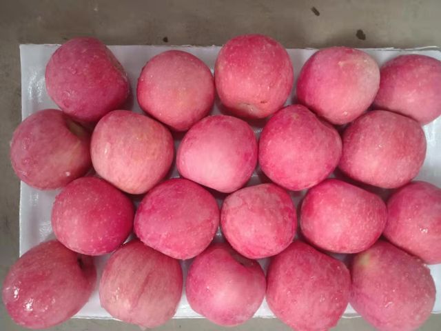 Premium Fresh Penglai Fuji Apples, Crisp Sweet Juicy Grade A Red Fruits with Rich Nutrition - Image 3