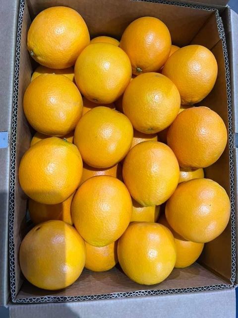 Fresh Sweet Navel Oranges Seedless class 1 exporty quality! New crops 100% organic - Image 4