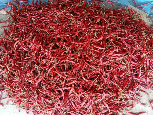 Indian Dry Red Chilli – Export Grade | Sannam S4, Teja S17, Byadagi & 334 - Image 1