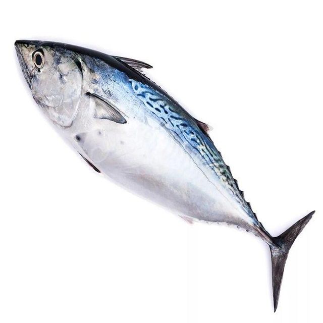 Frozen Tuna Wholesale Price With Good Quality Seafood Frozen Whole Round Bonito Tuna Fish Skipjack - Image 2
