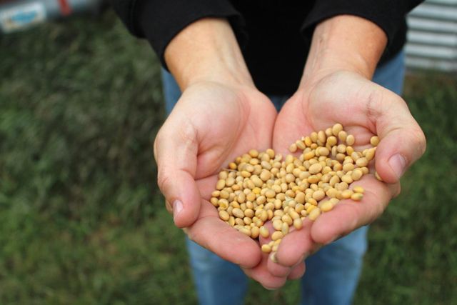 Premium Soybeans Clean And Dry Beans Ideal For Food Industry Buy Fast Delivery Premium Quality Wholesale Naturally High Quality Beans With Natural Protein And Clean Quality Buy Fast Delivery Premium Quality - Image 3