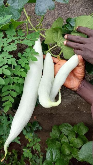 Fresh snake groud - Image 1