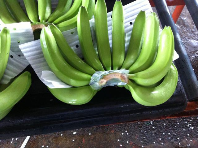 Fresh Green Cavendish Banana - Image 2