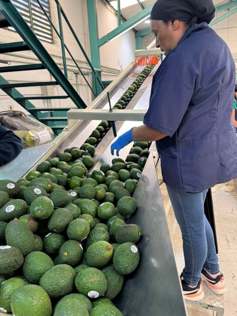 Hass Avocados - Image 3