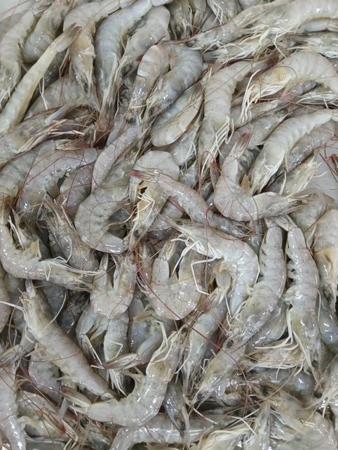 Raw Shrimp - Image 1