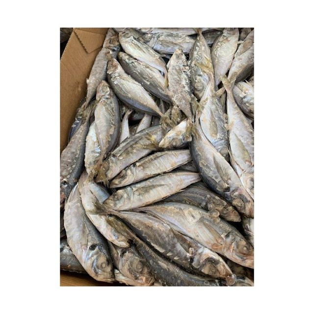Wholesale frozen horse mackerel supplier best market deals Grade A Brand Name Custom Place of Origin S A Quality Top Quality - Image 2