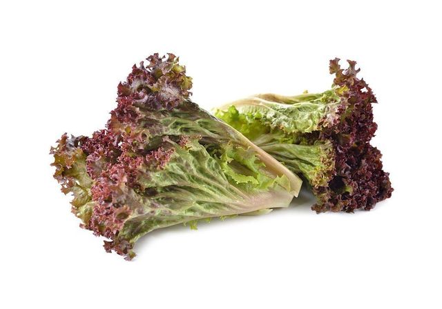 Red Lollo Rosso Lettuce Color Red Grade Premium Flavor Slightly Bitter Texture Delicate And Frilly Appearance Visually Stunning - Image 1