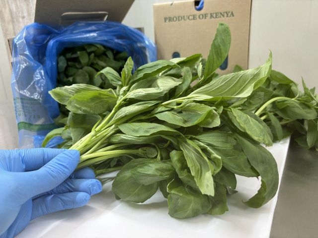 Green basil - Image 3