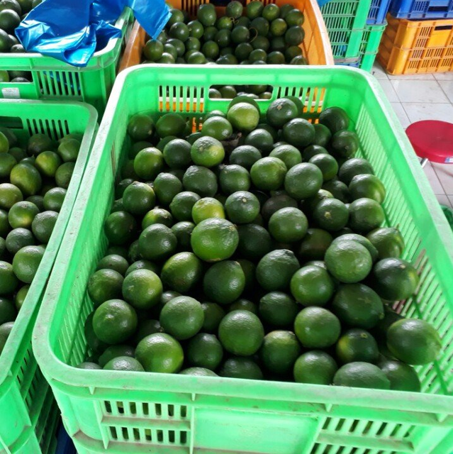 Fresh Seedless LongAN / Fresh Seedless Watermelon Vietnam Grade A Type LIME Color Green Style Fresh Weight (kg) 12 Brand Name - Image 1