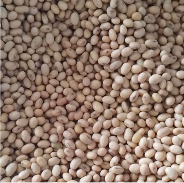 High-Quality Soybean Seeds Purity ≥ 98% Origin Nigeria Admixture ≤ 2% Type soybean seed Damaged Seeds ≤ 1% Foreign Matter ≤ 1% - Image 5