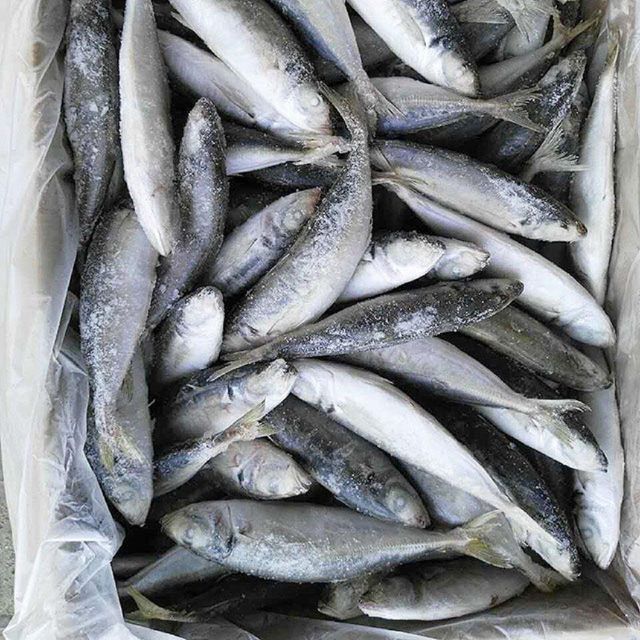 Wholesale Frozen Tuna Premium Quality Fresh and Healthy Perfect for Sushi Sashimi and Gourmet Recipes Fast Delivery - Image 4