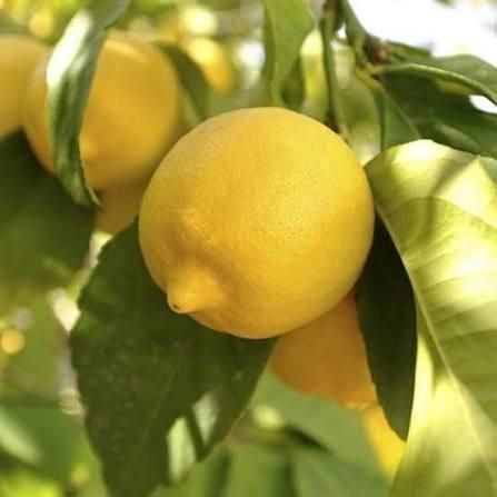Fresh Eureka Lemon From THAI Color Yellow Harvest Time Sep Shelf Life 2 YEARS Features Gluten-Free Aroma Strong Fragranc - Image 3