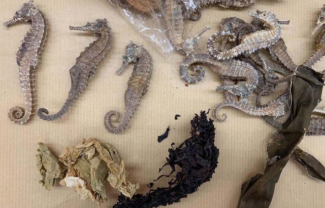Fresh Stock Dried Sea Horse Premium Selection For Collectors Retailers And Wholesale Price With Trusted Quality - Image 5