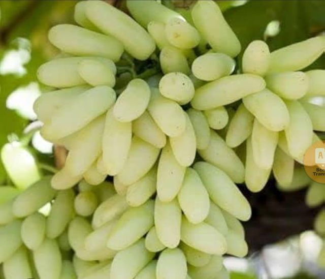 Fresh Grapes Origin India Color Green / Black Taste Sweet & Juicy Storage Temperature 0°c – 2°c Grade A Grade – Export - Image 1