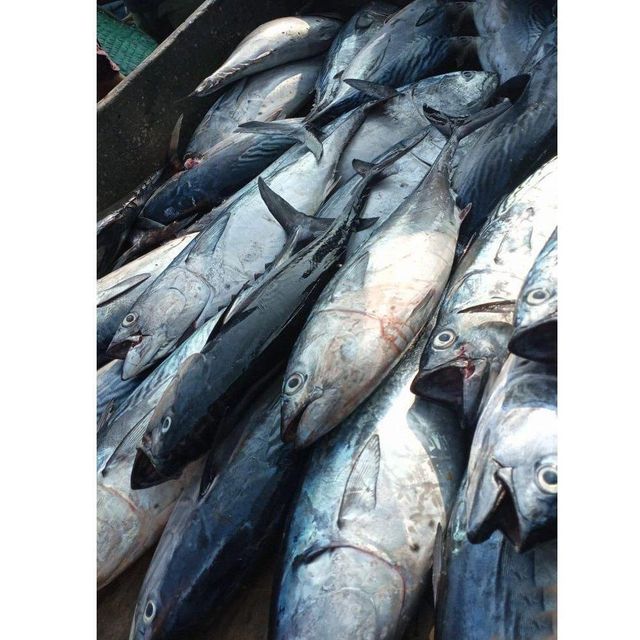 FRESH TUNA FISH /SKIPJACK TUNA/YELLOW - Image 1