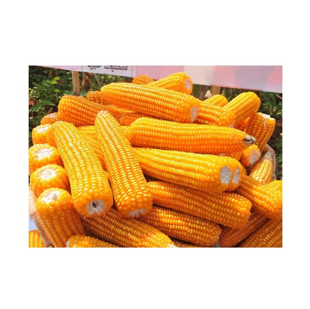 Premium Quality Natural Yellow Corn | Dried Yellow Corn Grains For sale - Image 2