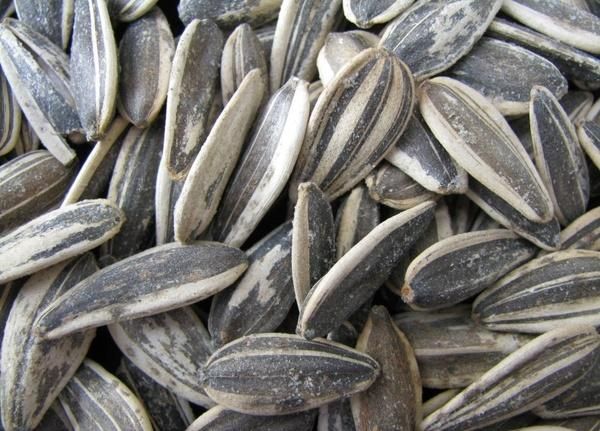 sunflower  seeds - Image 4
