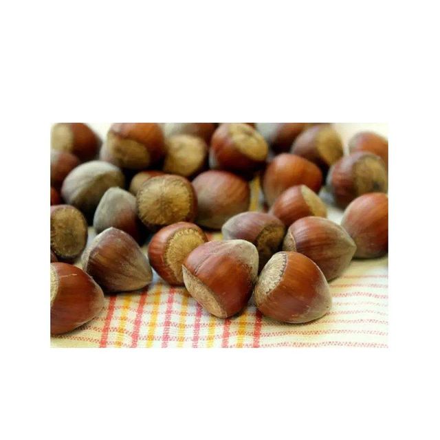 Top Quality Raw Dried /Hazel Nuts Hazelnuts At Wholesale - Image 3