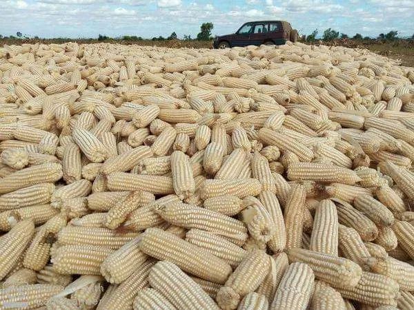 Yellow Yellow Corn Yellow Product Name Corn Type Corn (Maize) Use Chicken feed, Livestock Flavor Natural taste - Image 2