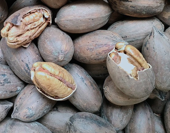 Good price high quality raw roasted Pecan kernel pecan nut Grade high Style Dried Content seed Shelf Life 1 Packaging - Image 3
