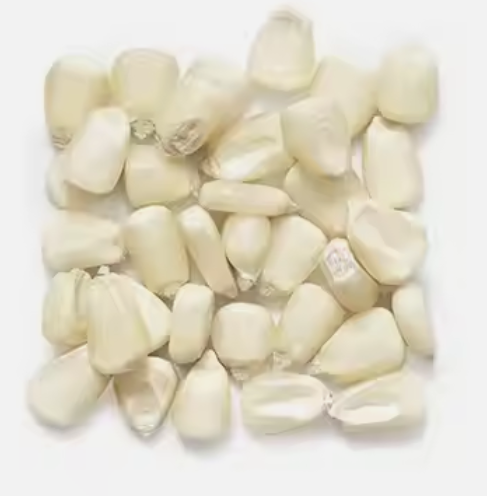 WHITE CORN Grade A Packaging Jute bag Shelf Life 24 - Image 1