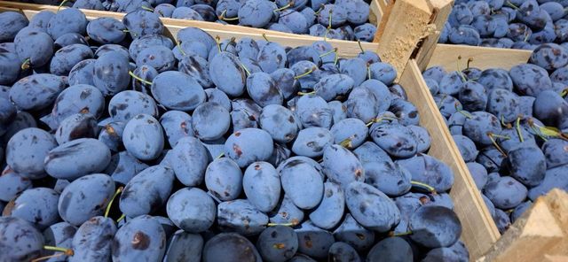 Fresh Stanley Plums Texture Tender Variety Stanley Color Deep Purple Shelf Life Reliable Storage Type Refrigerated Packaging 9 kg wooden boxes - Image 4