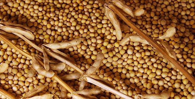 Wholesale Soya Beans Style Dried Place Of Origin Kenya Place of Origin Kenya Cultivation Type Common Processing Method Machine Cleaned - Image 4