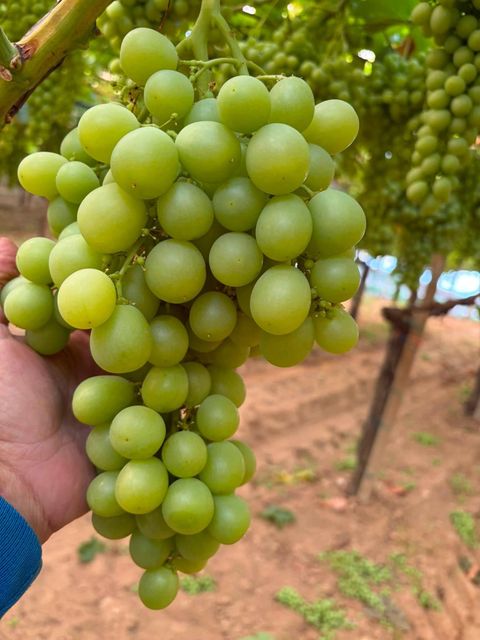 Fresh Grape muscat - Image 2