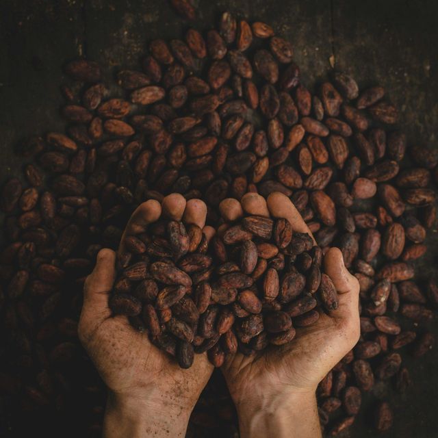 Bulk Cocoa Bean With Rich Chocolate Taste And Uniform Size For Industrial Food Manufacturing - Image 3