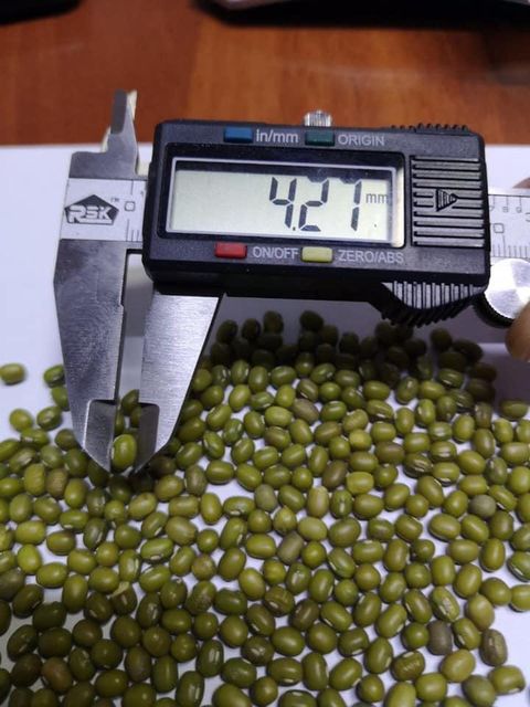 Premium Grade Green Mung Beans Organic Green Mung Beans in Bulk - Image 2