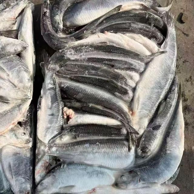 Frozen Atlantic Herring Whole Wild Caught IQF Seafood for Importers Distributors and Wholesalers - Image 3