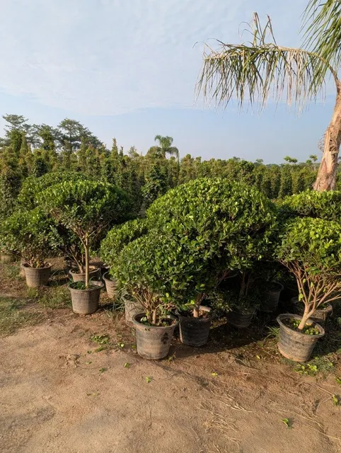 Semi ficus football shaped available for export big stock available like ficus nitida and panda ficus - Image 3