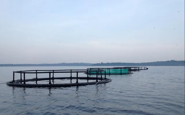 Floating fish cage diameter10m/circular cage, 5*5m/square - Image 2