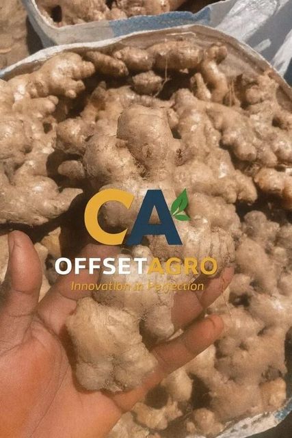 DRIED GINGER – product photo 3, product detail gallery