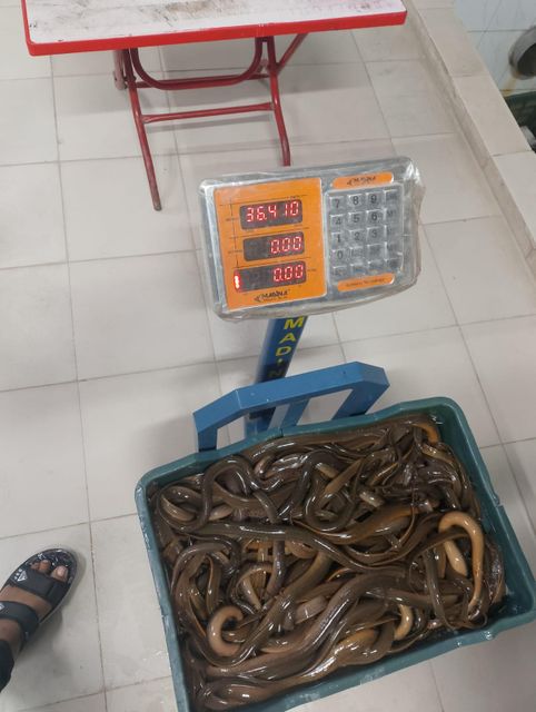 Eel fish - Image 2