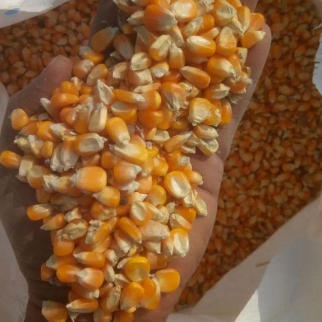 Yellow Maize Available Huge Quantities - Image 1