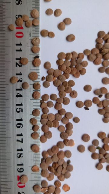 Bio Red Lentils - Image 1