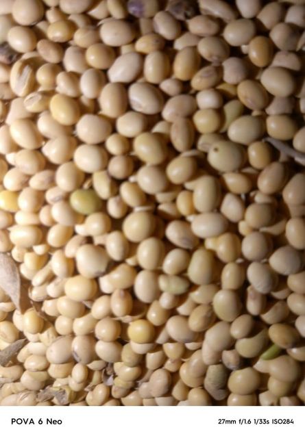 Soyabeans - Image 2