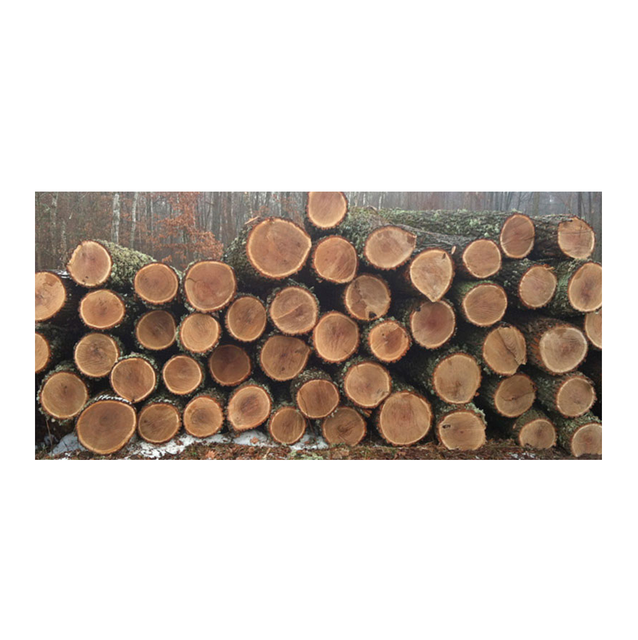 Fresh Cut Red Oak Logs - Wholesale Prices for Bulk Orders - Image 4
