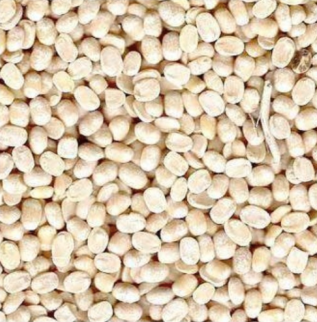 White Urad - Image 1