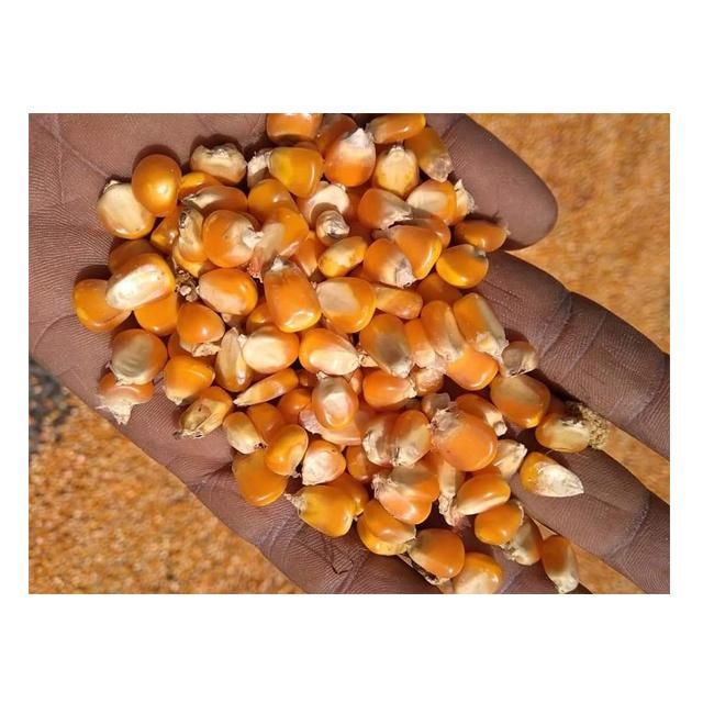 Common Cultivate Poultry Feed Yellow Corn Suppliers Yellow Maize for Animal - Image 5